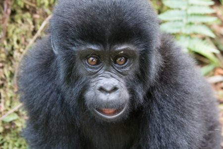 Bwindi young gorilla 2