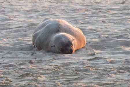 Cape fur seal at Walvis Bay
