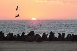 Safari Club Photos - Cape fur seals at Walvis Bay