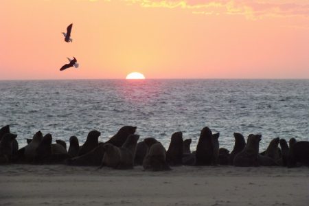 Cape fur seals at Walvis Bay