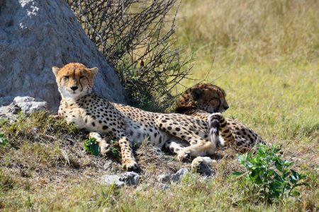 Cheetah brothers Savuti