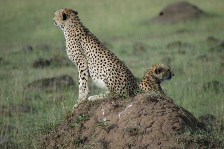 Safari Club Tours - Cheetah Maasai Mara