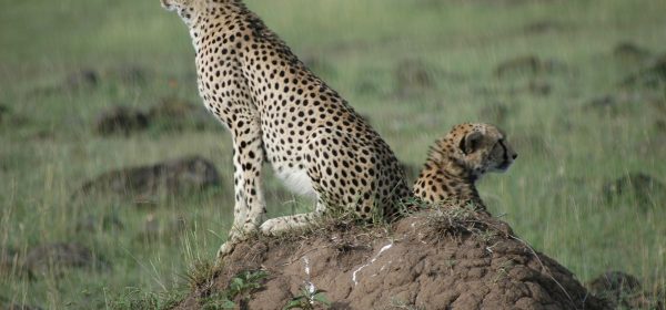 Safari Club - Cheetah Maasai Mara