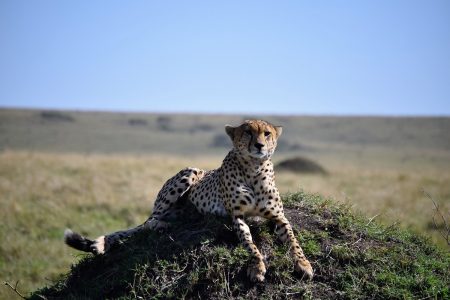Cheetah on hillock Maasai Mara