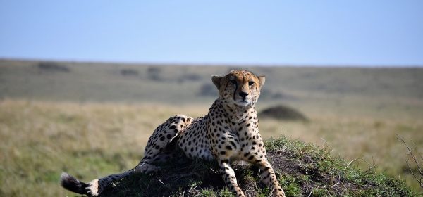 Safari Club - Cheetah on hillock Maasai Mara