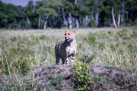 Cheetah on lookout Maasai Mara