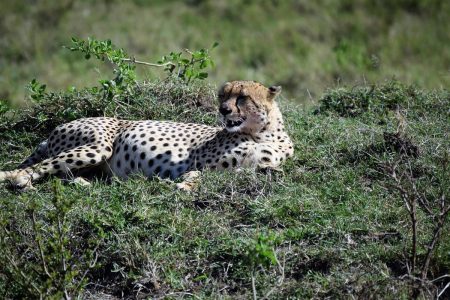 Cheetah resting Maasai Mara