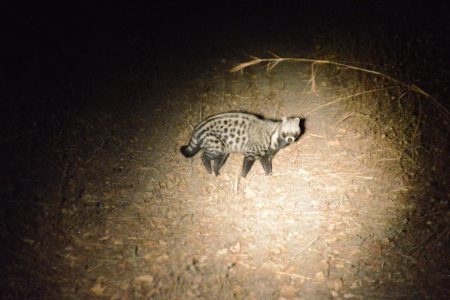 Civet South Luangwa