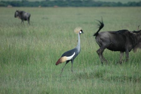 Crowned Crane - Maasai Mara