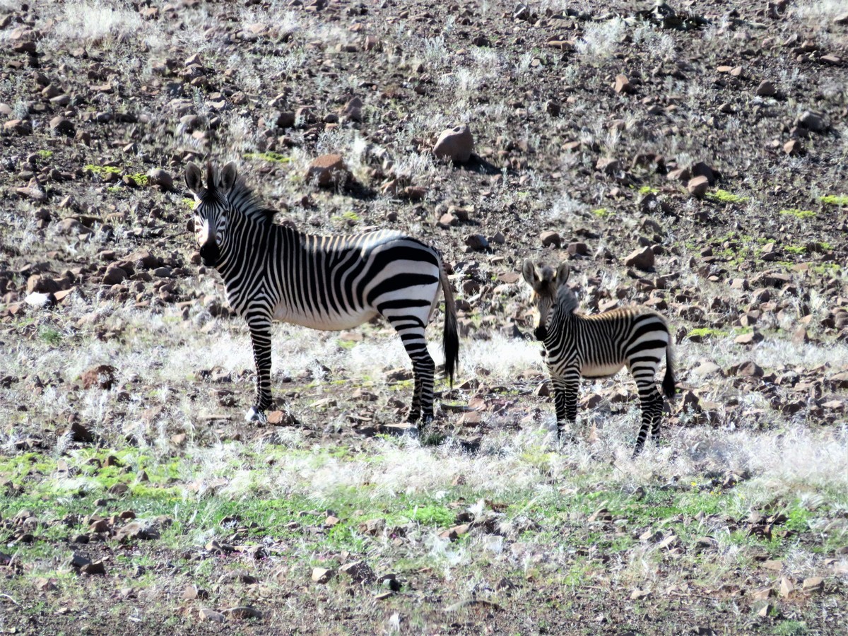 Mountain Zebra in Damaraland