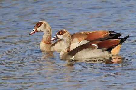 Ducks at Timbavati