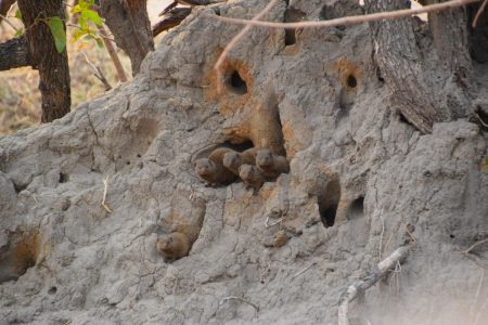 dwarf mongoose family Hwange