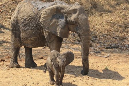 Elephant and baby Timbavati