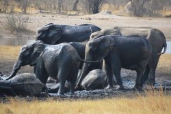 Safari Club - elephant at the mud-wallow Hwange