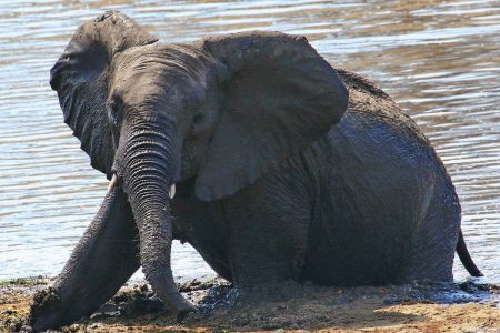 Elephant bathing Timbavati