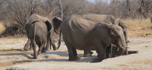 Safari Club - elephant digging for salt Hwange