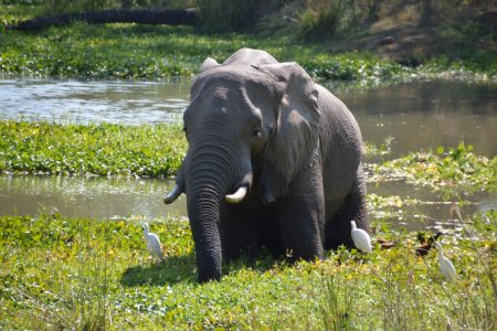 Elephant dip in the Zambezi