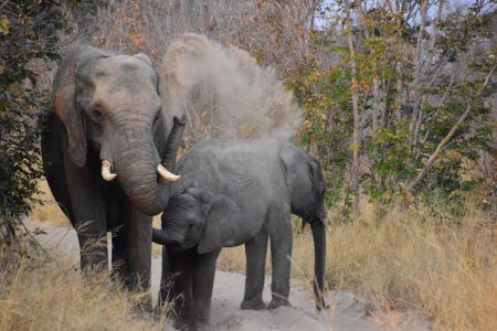 elephant dust bath Hwange