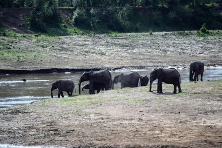 Elephant herd at water hole Maasai Mara