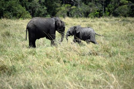 Elephant siblings Maasai Mara