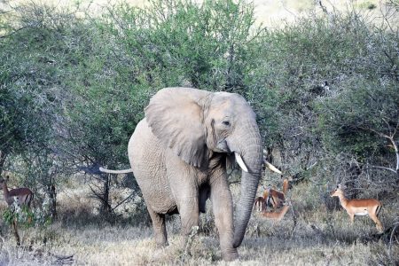 Elephant with impala Laikipia Plateau