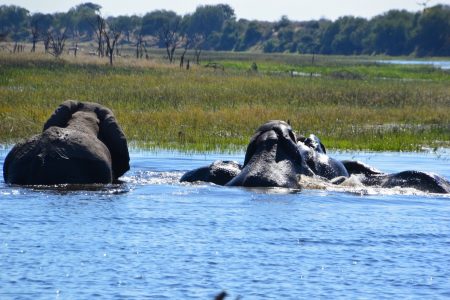 Elephants bathing Boteti River