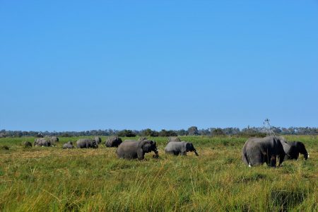 Elephants family Gomoti Plains