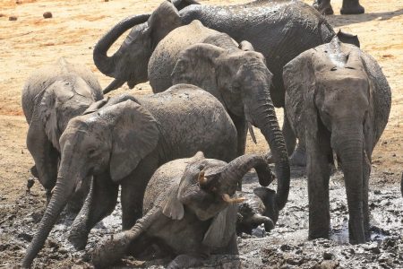 Elephants in mud Timbavati