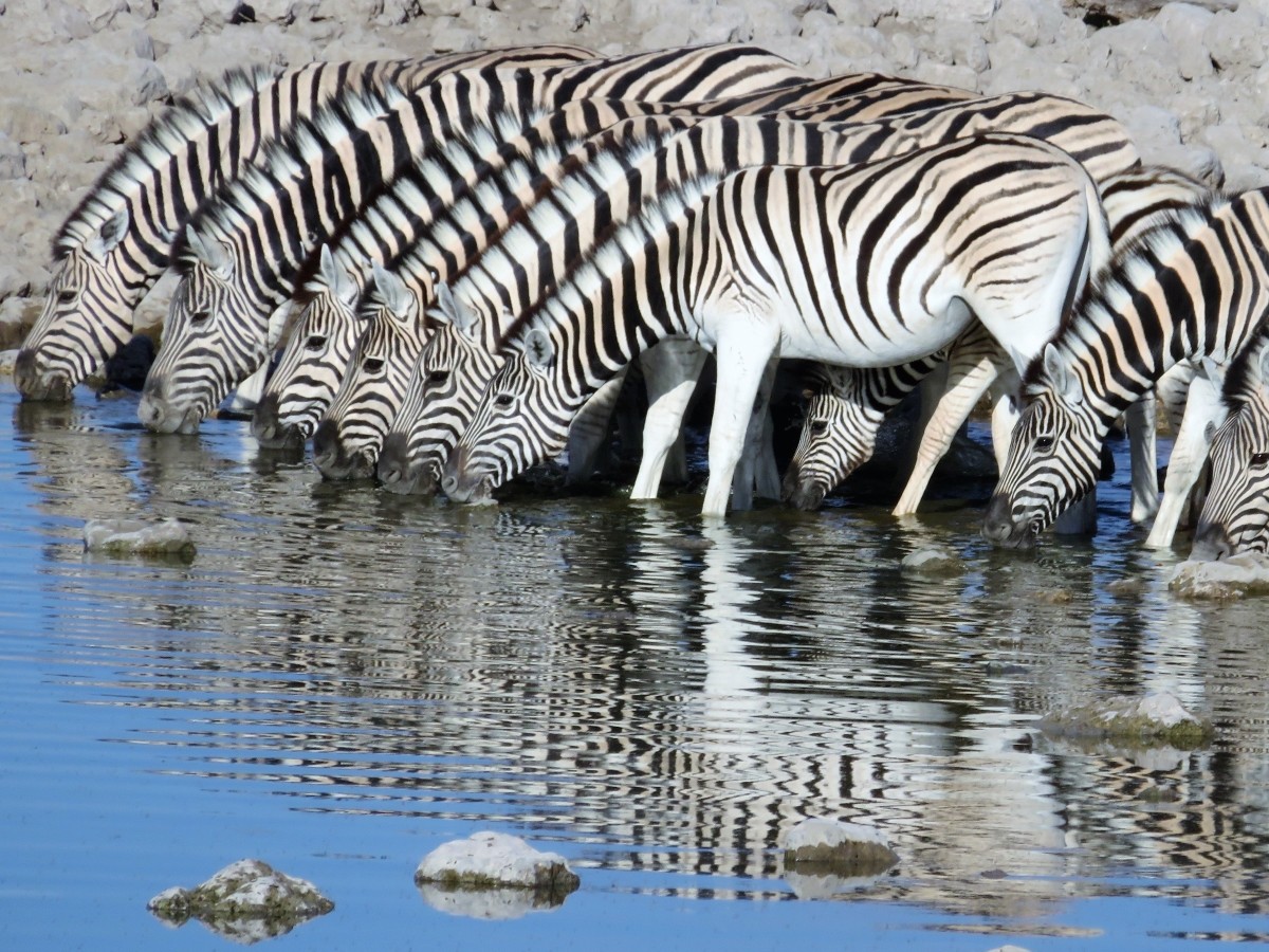 Burchells Zebra Etosha National Park