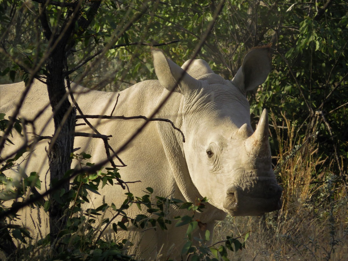White Rhino in Etosha