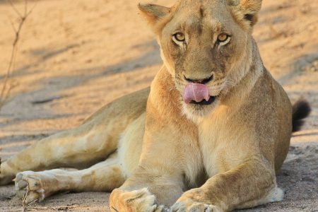 Female lion Timbavati