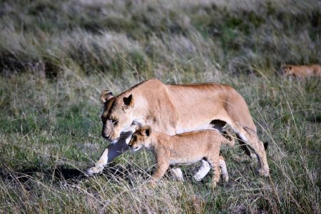 Female lion with cub Maasai Mara