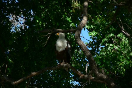 Fish Eagle in Kwando