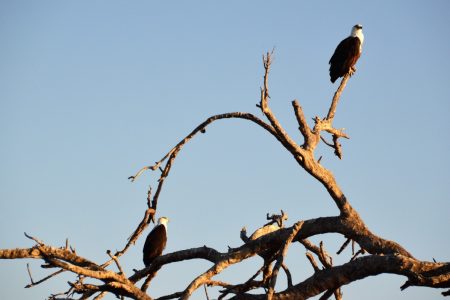 Fish eagles Lake Kariba