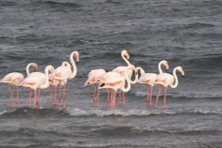 Flamingos of Namibia