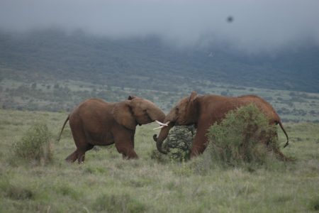 Flighting Elephant – Lewa