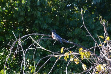 Giant kingfisher Lower Zambezi