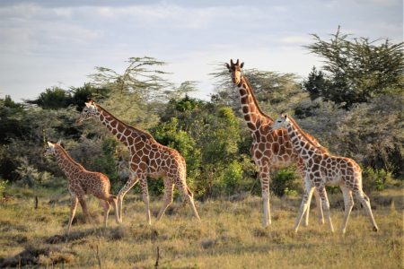 Giraffe Laikipia Plateau