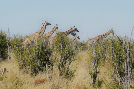 Giraffe Makgadikgadi Pans