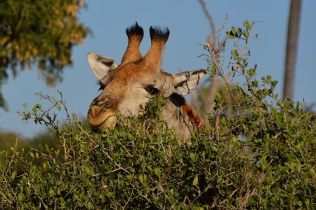 Giraffe peeping Makgadi kgadi