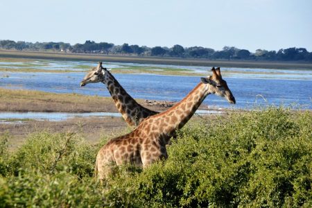 Giraffe Savuti Marsh