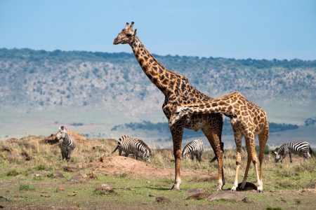 Giraffes and Zebra in the Maasai Mara