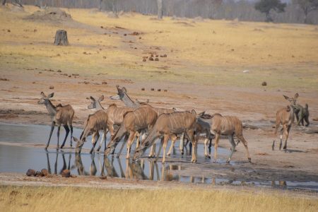 greater kudu Hwange
