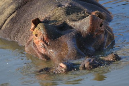 Hippopotamus in Timbavati