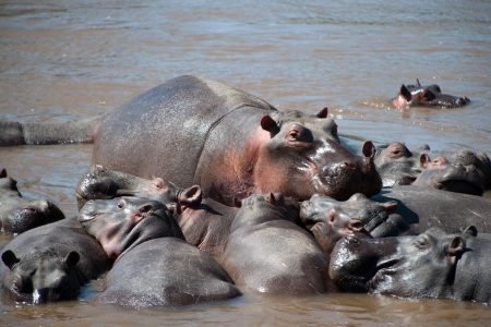 Hippos Maasai Mara