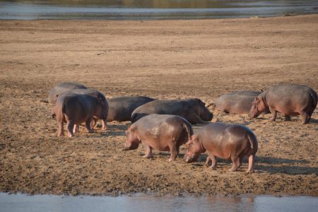 Hippos on beach South Luangwa