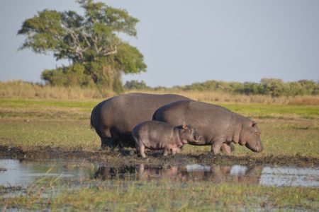 Hippos with baby Kafue