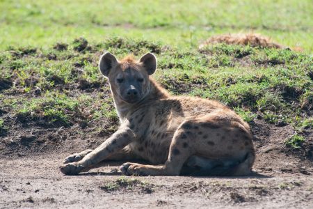Hyena in the Maasai Mara