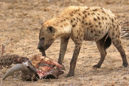 Hyena snacking Timbavati