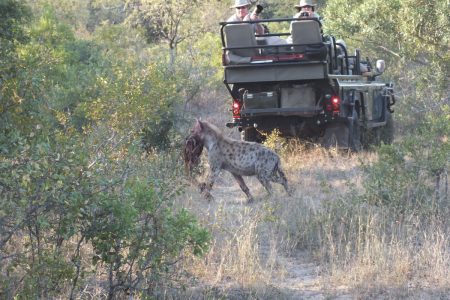 Hyena snatch Limpopo